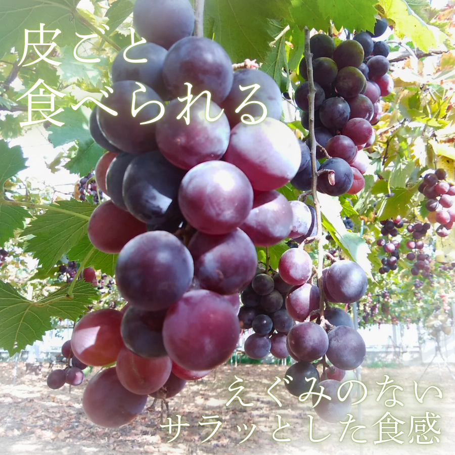 ぶどう 【先行予約】 ぶどうの粒 9粒（直径28mm以上）[2026年産] ぶどう ブドウ 葡萄 ピオーネ ぴおーね ぶどうの粒