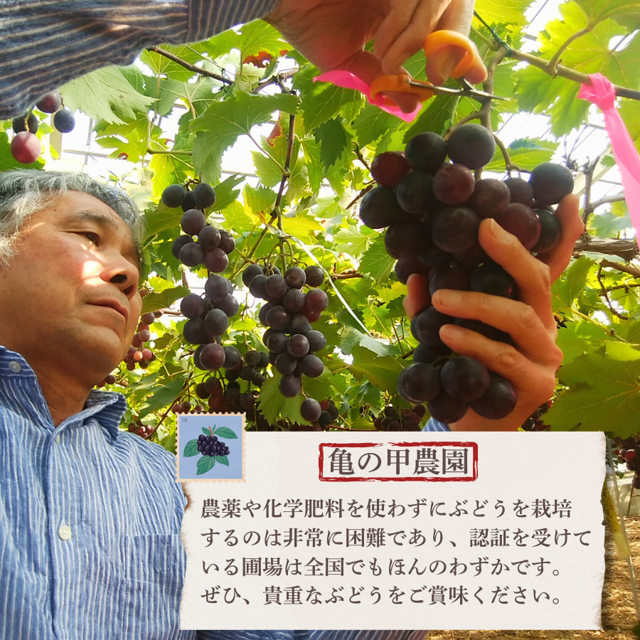 ぶどう 【先行予約】 ぶどうの粒 9粒（直径25mm以上）[2026年産] ぶどう ブドウ 葡萄 ピオーネ ぴおーね ぶどうの粒