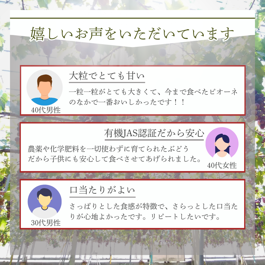 ぶどう 【先行予約】 ぶどうの房 2～3房（600～700g）[2026年産] ぶどう ブドウ 葡萄 ピオーネ ぴおーね 房
