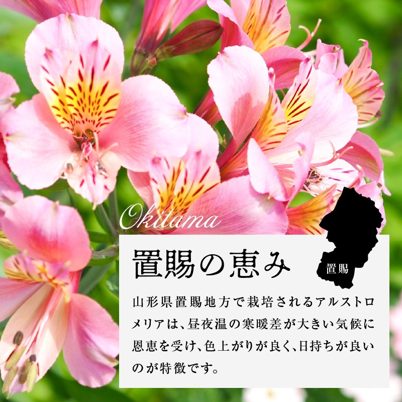 写真はイメージです