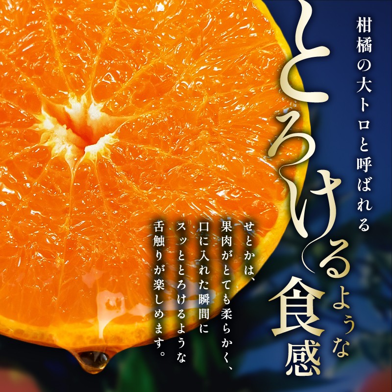 【2026年発送 先行予約品】