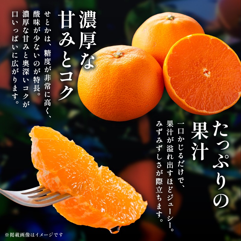 【2026年発送 先行予約品】