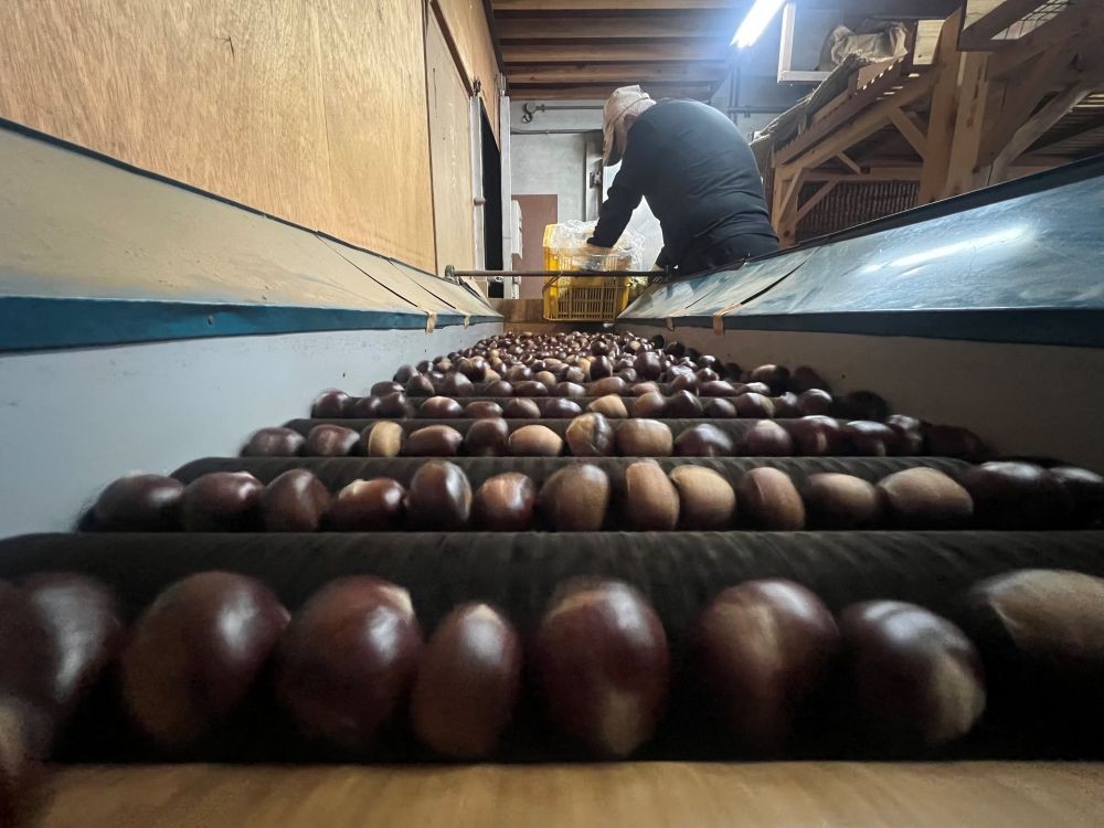 温湯処理後、乾燥させて、最後に磨きをかけます。最新の機械はありませんが、丁寧な手仕事で作業をしています。