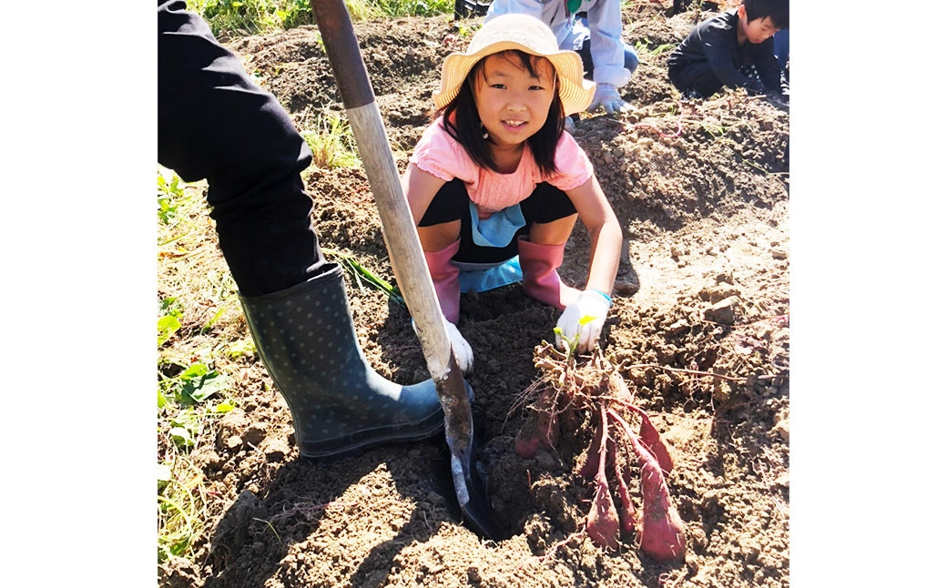 さつまいもおまかせセット 約2.5kg（紅はるか、安納芋、紫芋）