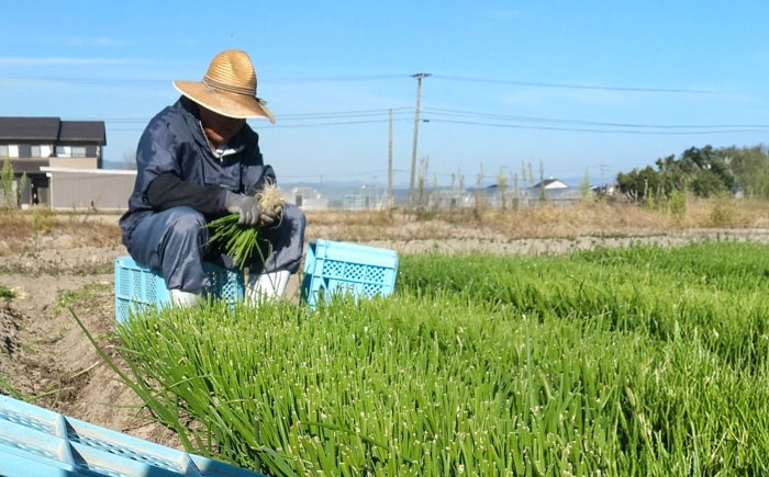 玉ねぎ 玉葱 たまねぎ タマネギ オニオン サラダ 肉じゃが 産地直送  野菜 