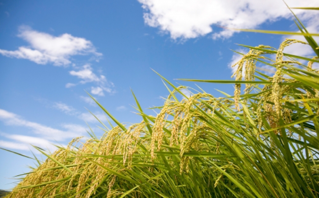 おこめの離乳食 10袋セット