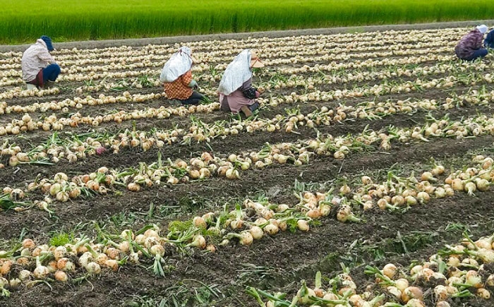 玉ねぎ 玉葱 たまねぎ タマネギ オニオン サラダ 肉じゃが 産地直送  野菜 