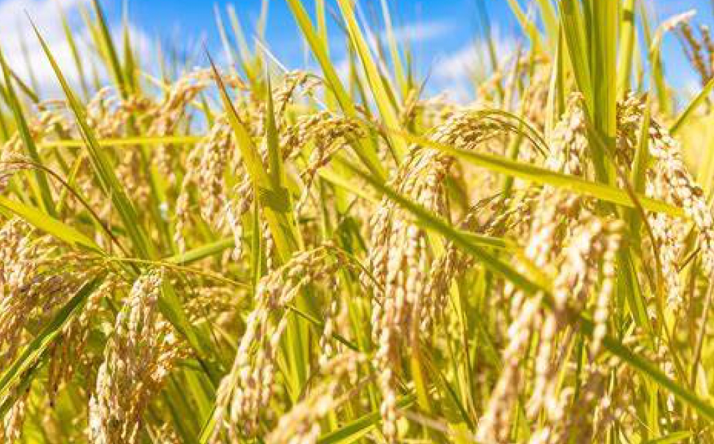 おこめのおやつ＆おこめの離乳食のセット 計10袋