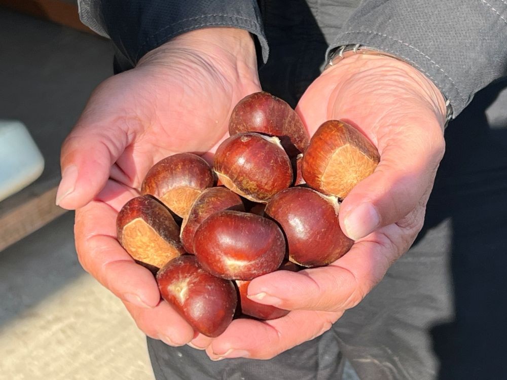 自宅用だけではなく、贈り物としても胸を張ってお届けできる自慢の哲西栗！