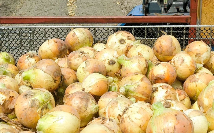 玉ねぎ 玉葱 たまねぎ タマネギ オニオン サラダ 肉じゃが 産地直送  野菜 