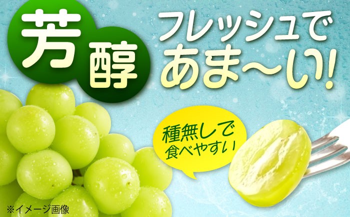 沼隈ぶどう シャインマスカット 2025年先行予約 数量限定 期間限定 ブドウ 葡萄 種なし シャインマスカット 果物 フルーツ