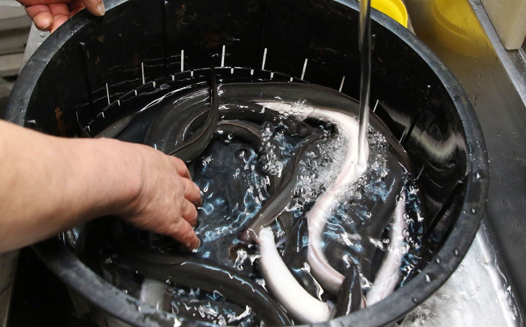 木曽三川ウナギの蒲焼1尾