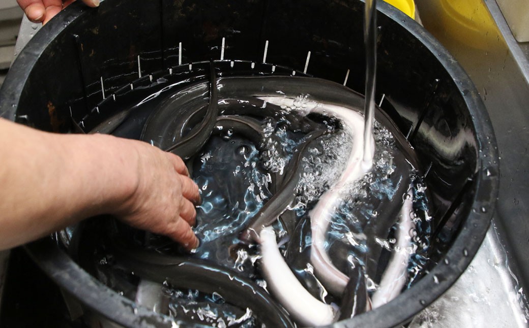 木曽三川ウナギの白焼5尾