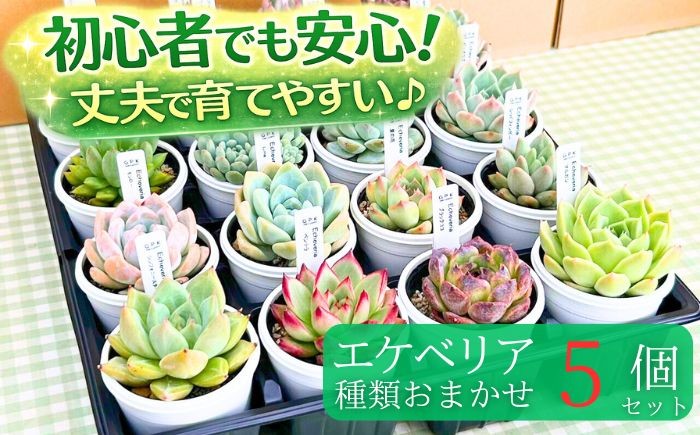 種類が異なるエケベリアを5個、おまかせでお届けします。