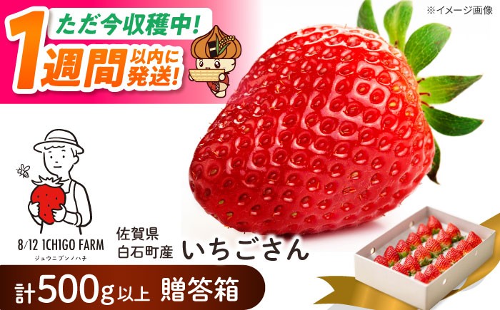 いちご 苺 イチゴ いちごさん フルーツ 果物 ギフト プレゼント ichigo 甘い いちご