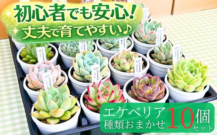 種類が異なるエケベリアを10個、おまかせでお届けします。