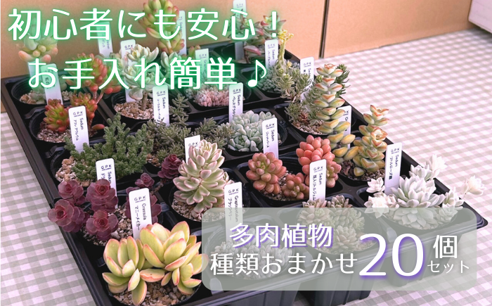 種類が異なる多肉植物を20個、おまかせでお届けします。