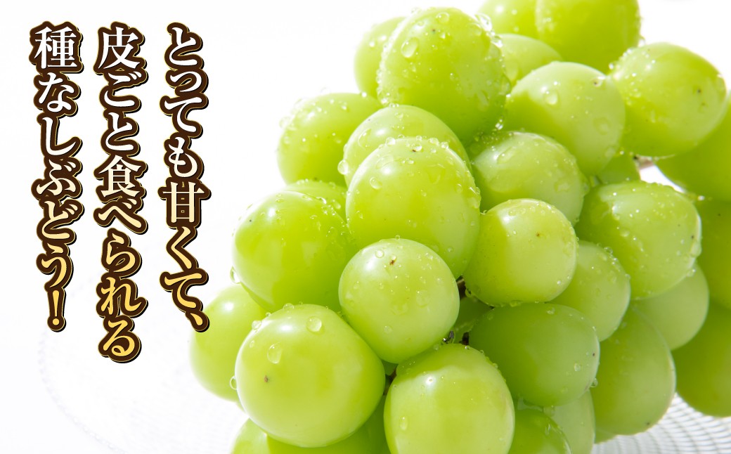 シャインマスカット 1房（約500g）