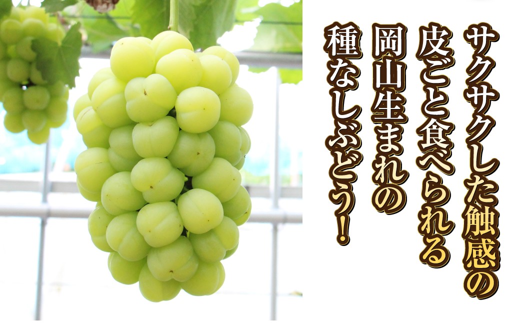 桃太郎ぶどう 2～3房（合計約1.3kg）