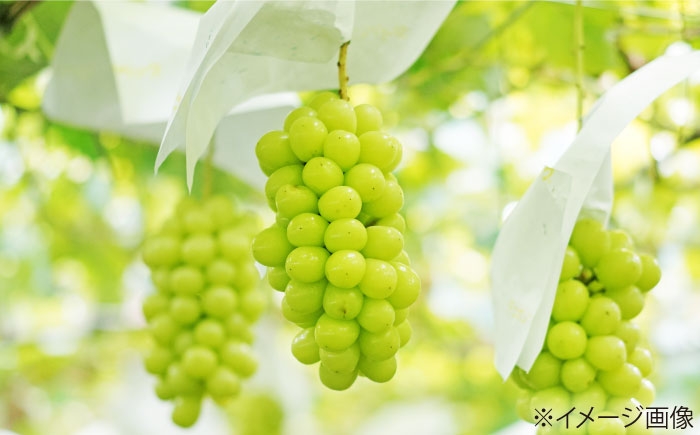 ぶどう グレープ スイーツ 果物 フルーツ 手作り 甘い 果物 詰め合わせ セット ニューピオーネ ふじみのり 4房 5房