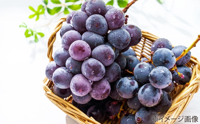 ぶどう グレープ スイーツ 果物 フルーツ 手作り 甘い 果物 ニューピオーネ ピオーネ 4房 5房 デザート 