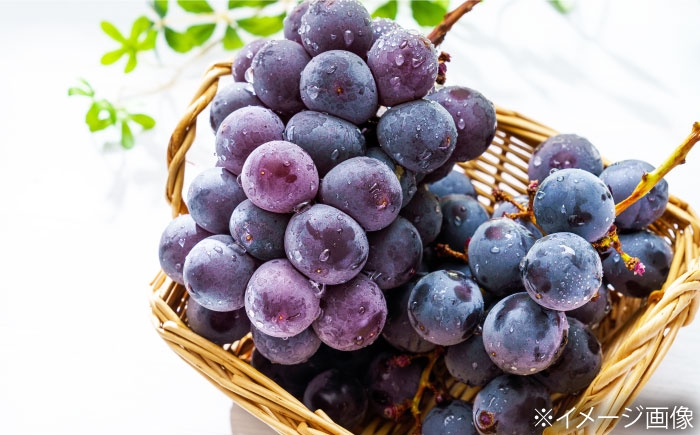 ぶどう グレープ スイーツ 果物 フルーツ 手作り 甘い 果物 詰め合わせ セット ニューピオーネ ふじみのり 4房 5房