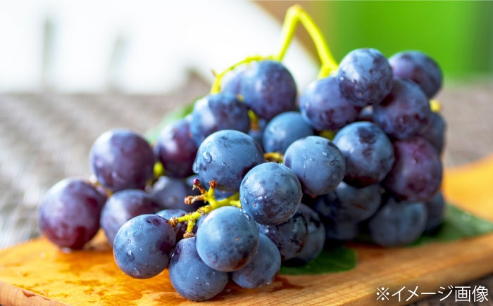 ぶどう グレープ スイーツ 果物 フルーツ 手作り 甘い 果物 ニューピオーネ ピオーネ 4房 5房 デザート 