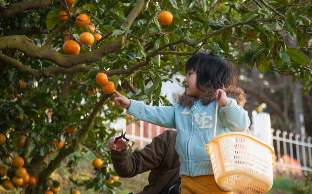 【飲み比べ】九州まるごとしぼり 10本(各180ml) セット 4種 果汁100％ ジュース