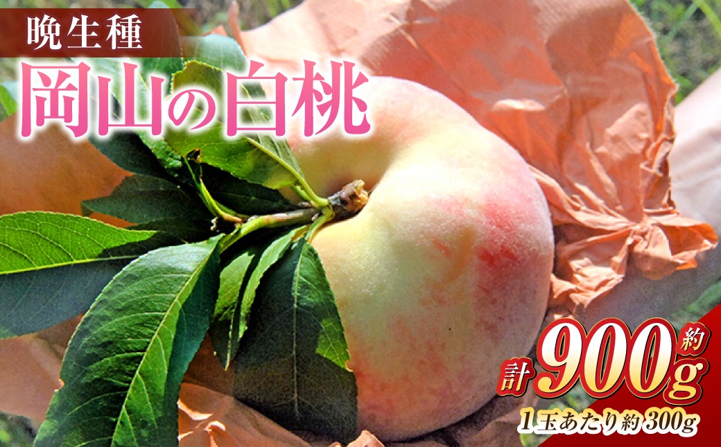 岡山の白桃（大玉/晩生種）3玉（1玉約300g）