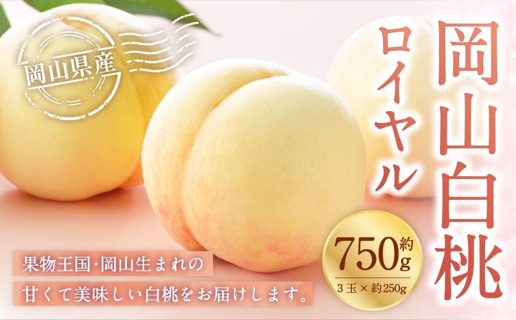【2026年7月上旬～8月下旬発送予定】岡山白桃 ロイヤル 3玉×約250g（2Lサイズ）岡山県産