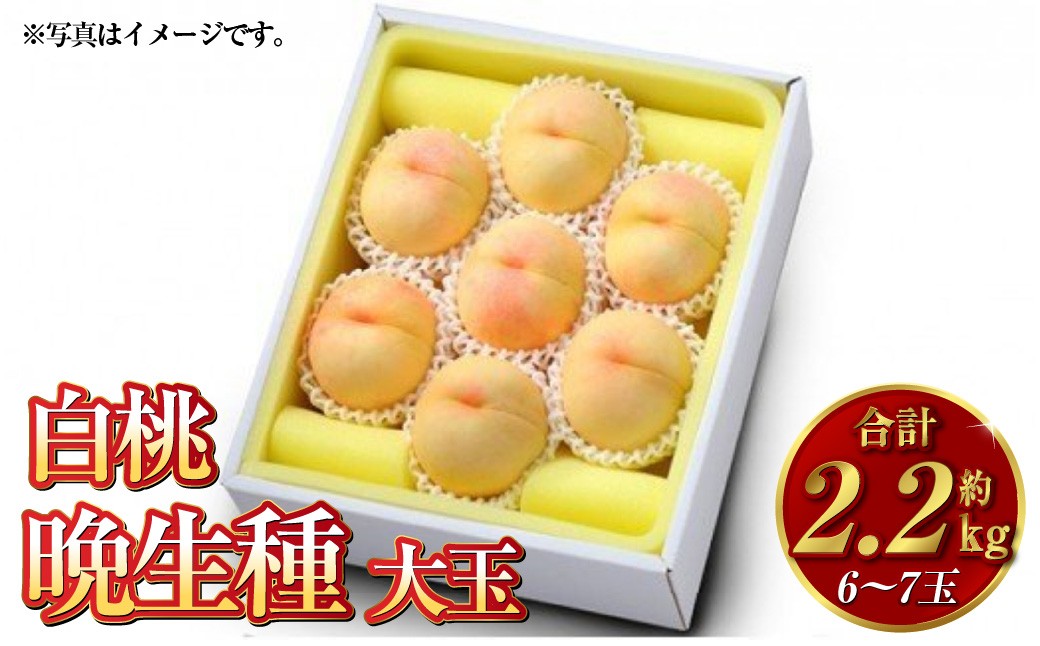 白桃 晩生種（大玉） 6～7玉（約2.2kg）