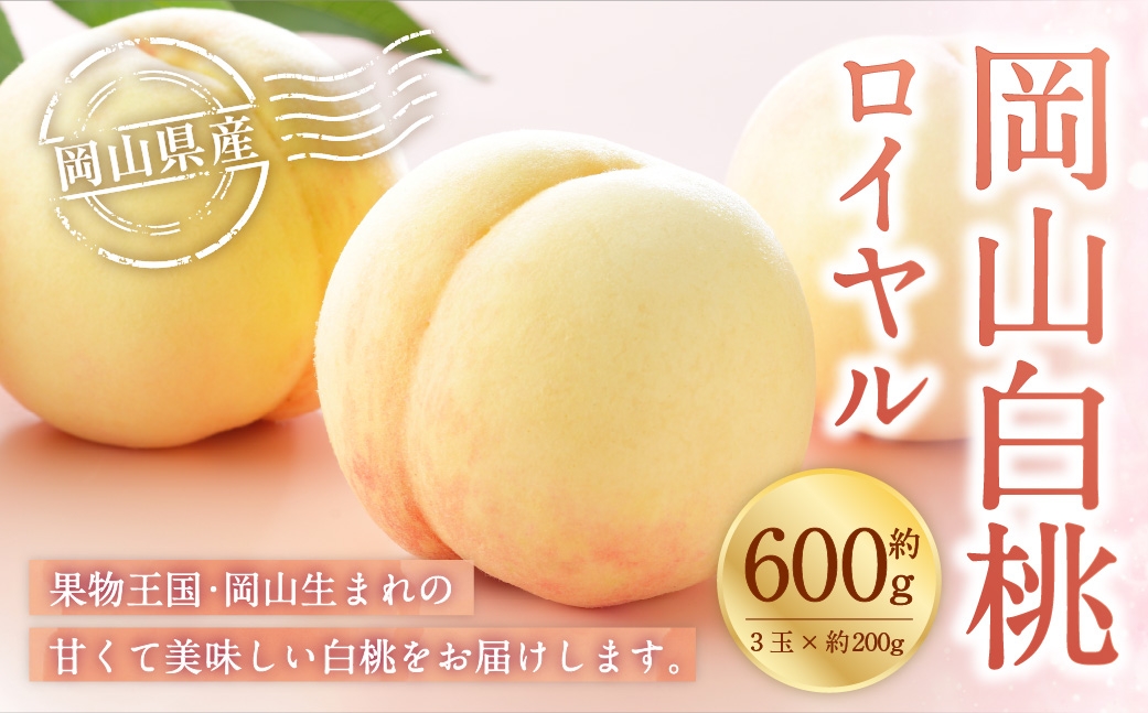 【2026年7月上旬～8月下旬発送予定】岡山白桃 ロイヤル 3玉×約200g（Lサイズ）岡山県産