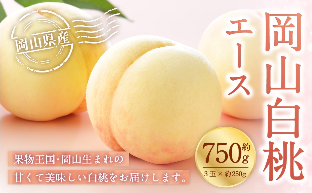 【2026年7月上旬～8月下旬発送予定】岡山白桃 エース 3玉×約250g（2Lサイズ）岡山県産