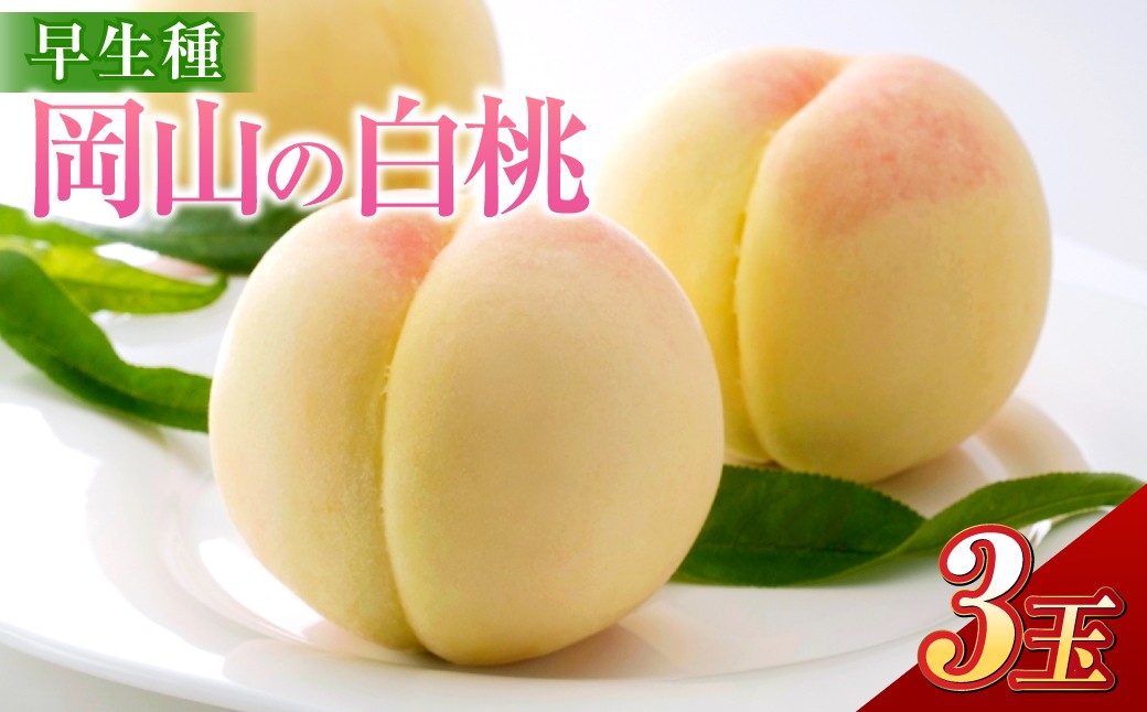 岡山の白桃 （大玉 ／ 早生種） 3玉 （合計約840g