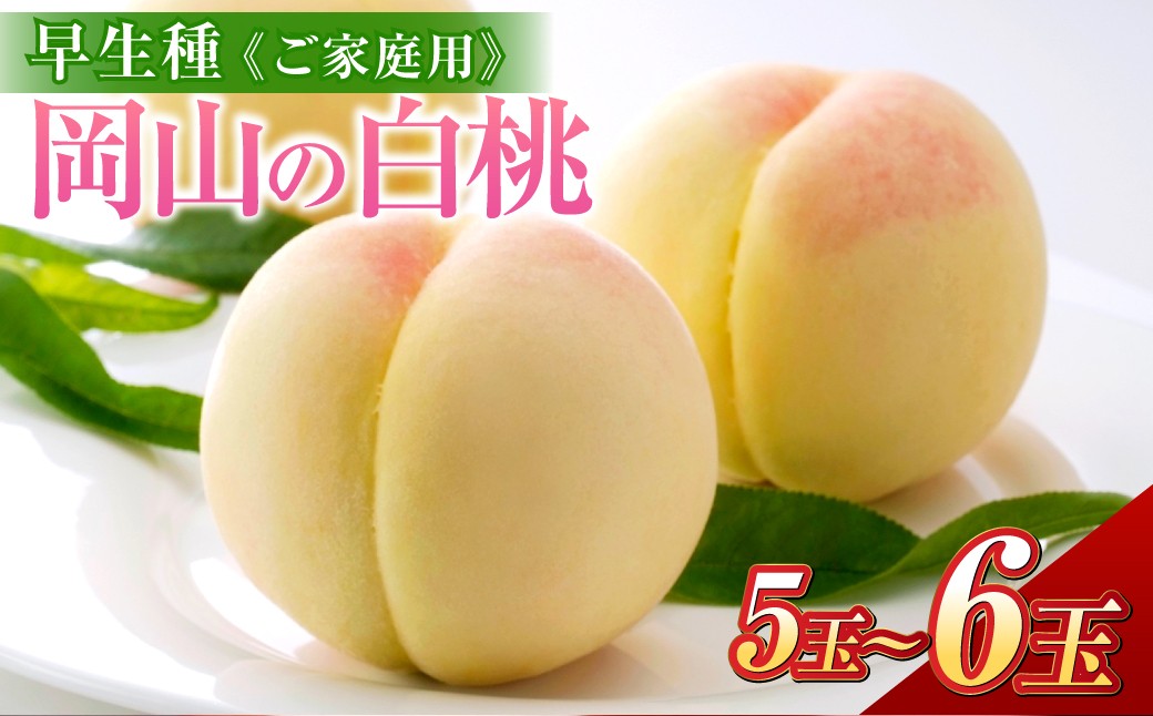 《ご家庭用》 岡山の白桃 （早生種） 5～6玉 （合計約1.3kg）
