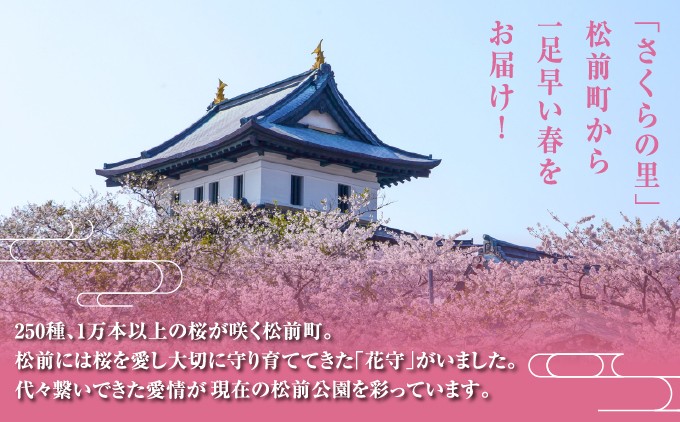 ”花守”が代々守り育てた桜の枝 約30cm 3本 南殿 糸括 関山 血脈桜 春 切り枝 生花 活け花 桜湯 北海道 松前町