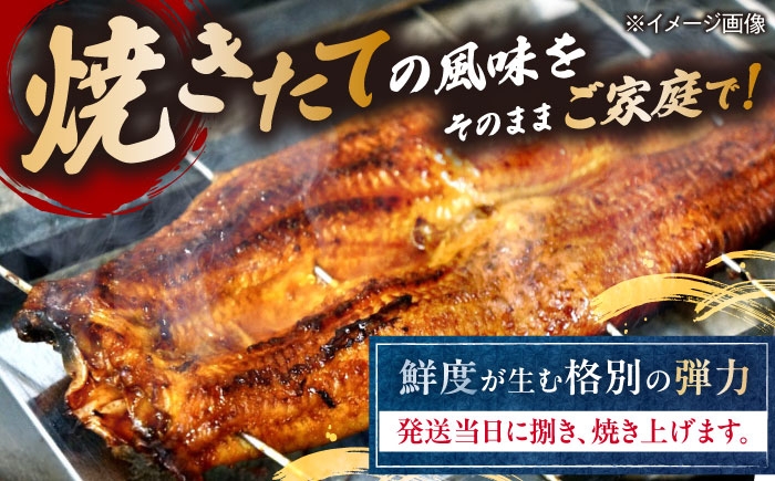 うなぎ 鰻 ウナギ 鰻蒲焼き うなぎ蒲焼き ひつまぶし うなぎ茶漬け おにぎり 国産 真空 冷凍 蒲焼 丑の日 個包装 小分け