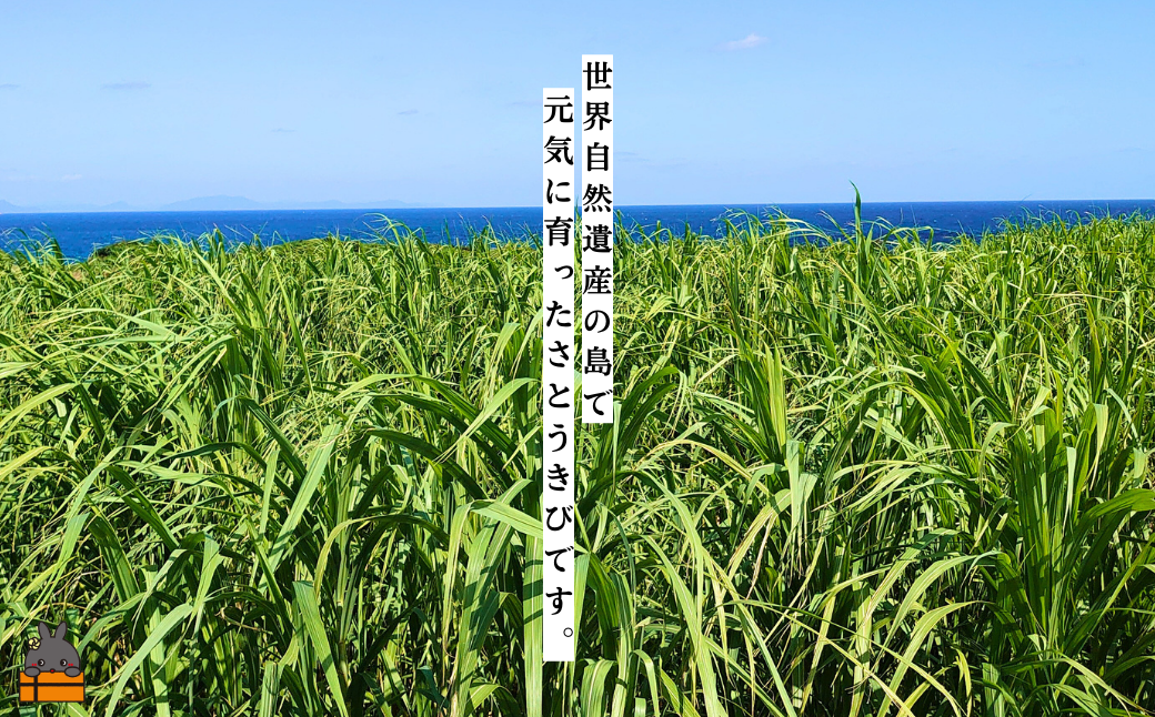 安心・安全な国産さとうきび使用。