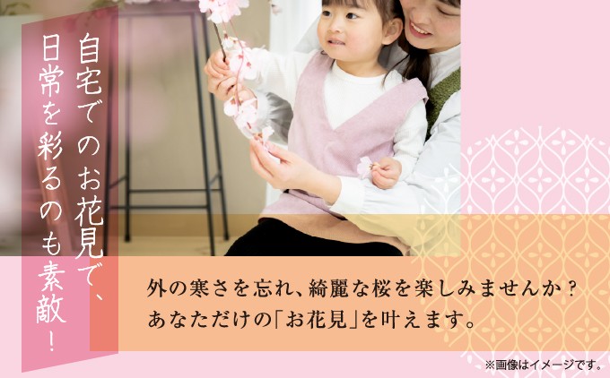 ”花守”が代々守り育てた桜の枝 約30cm 3本 南殿 糸括 関山 血脈桜 春 切り枝 生花 活け花 桜湯 北海道 松前町