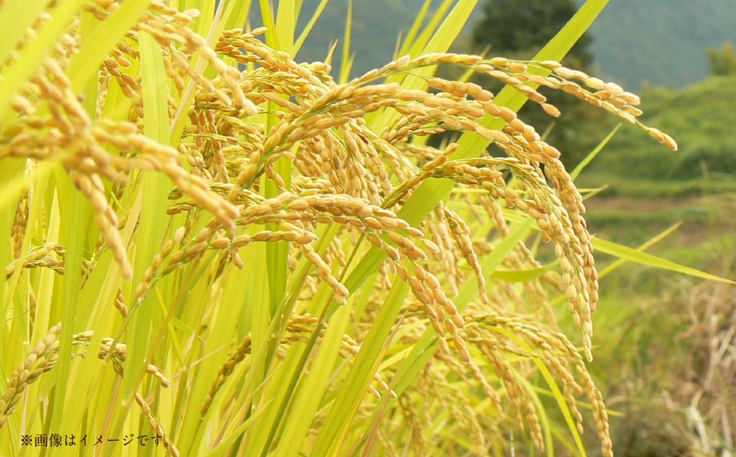 【 令和7年産 】 中央市産 コシヒカリ 10kg