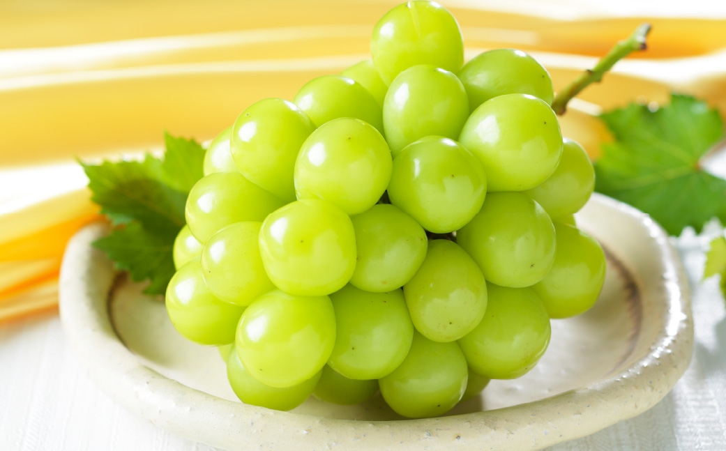 【2026年8月下旬～11月下旬発送予定】ご家庭用 岡山県産 シャインマスカット 晴王 約1.5kg（3房～6房）