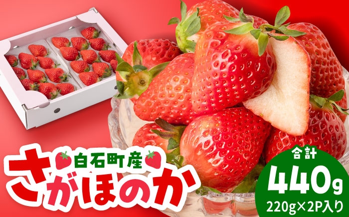 いちご イチゴ 苺 白石 佐賀 さがほのか 果物 フルーツ 佐賀県 白石町