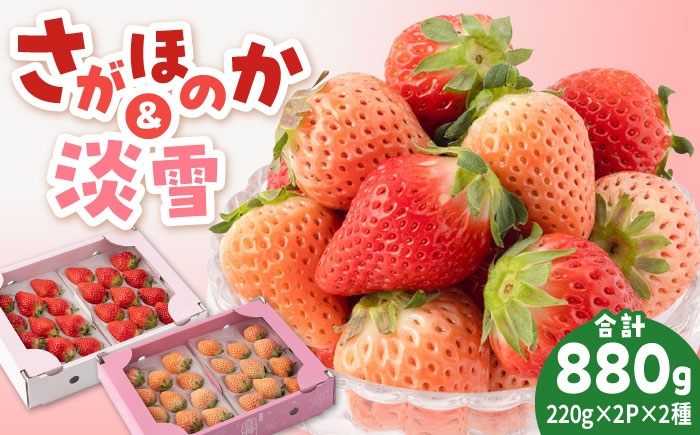 赤・白のいちごを食べ比べ！