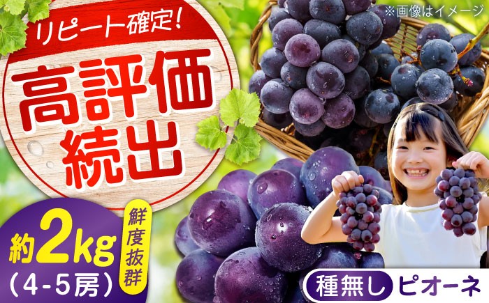 食べやすい種無しピオーネ 果物 ぶどう ブドウ 葡萄 ピオーネ 大粒 2kg 