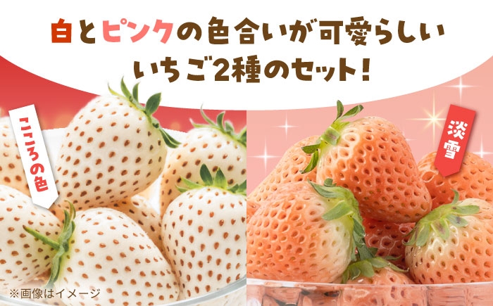 希少な2種の白いちごを味わう、プレミアムなひととき