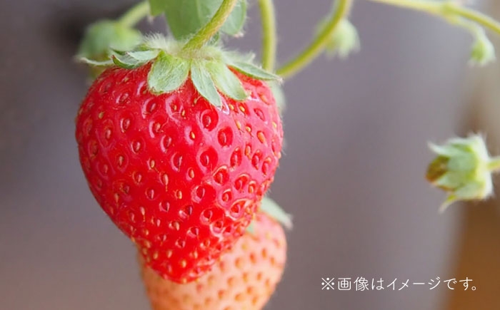 「甘味」「酸味」「風味」四つ星級