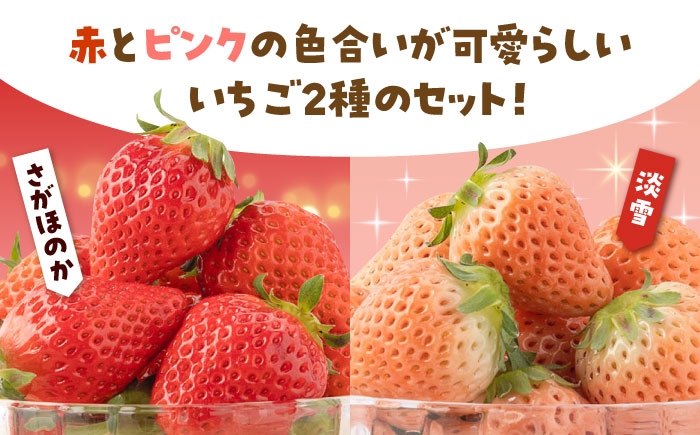 赤・白のいちごを食べ比べ！