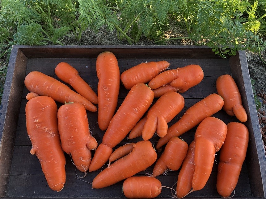 形は通常品と異なりますが味は同じです！
