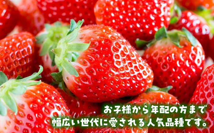 いちご イチゴ 苺 白石 佐賀 さがほのか 果物 フルーツ 佐賀県 白石町