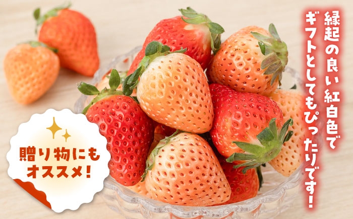 赤と白のイチゴの食べ比べセット！贈答・お土産にピッタリ。